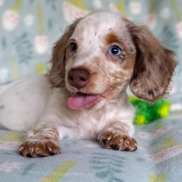 Thistle - Dapple male Dachshund puppy in Maynardville, Tennessee from Grecian Kennel