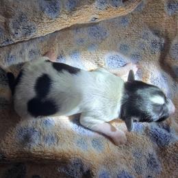 COFFEE - White black and tan male Papillon puppy in Hollister, Missouri from Swan Creek Kennel