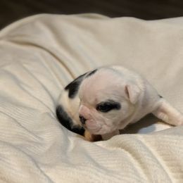 English Bulldog Puppies from Ruza's Bulldogs