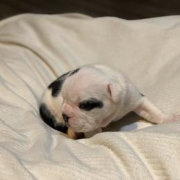 English Bulldog Puppies from Ruza's Bulldogs