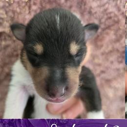 Saphire - Black white and tan female Collie puppy in Oregon City, Oregon from Laurelee Collies