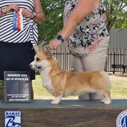 Broly - Pembroke Welsh Corgi