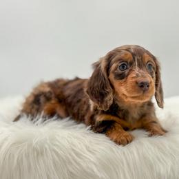 Perri - Dapple female Dachshund puppy in Litchfield, Illinois from Charmm Dachshunds