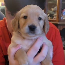 Maroon collar - Golden female Golden Retriever puppy in Brush Prairie, Washington from Paradise Peaks