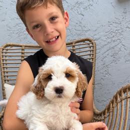 Goldendoodle puppies from Golden Haven