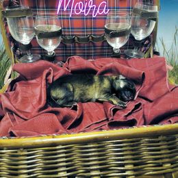 German Shepherd Puppies from Shepherd's Watch