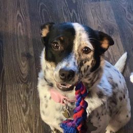 Australian Cattle Dog All Grown Up from HT Heelers