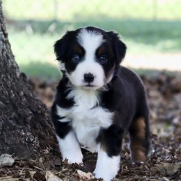 Miniature Australian Shepherds and Toy Australian Shepherds from Faith Farms Mini Aussies