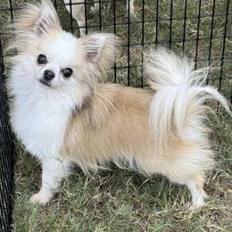 Ever - Fawn and white male Chihuahua puppy in Michigan from Fanciful Thrills Kennel