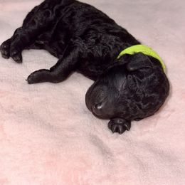 Labradoodle Puppies from Mud Puppies
