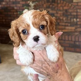 Pippa - Blenheim female Cavalier King Charles Spaniel puppy in Albany, Georgia from Legend Cavaliers