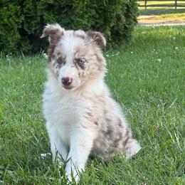 Jackson- red merle - Red merle male Border Collie puppy in Chattanooga, Tennessee from Ross Vegas Kennels