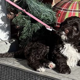 Portuguese Water Dogs from Magellan Portuguese Water Dogs