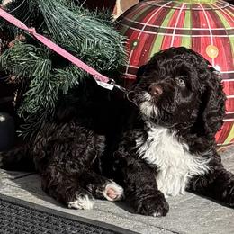 Portuguese Water Dogs from Magellan Portuguese Water Dogs