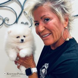 Levi - White male Pomeranian puppy in Charlotte, North Carolina from Kouture Pomeranians