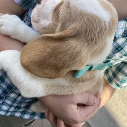 Beagle and German Shepherd Puppies from Synastry Beagles
