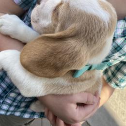 Beagle and German Shepherd Puppies from Synastry Beagles