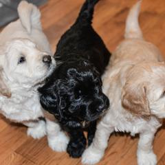 Bernedoodle and Double Doodle Puppies from Cloud Nine Doodles