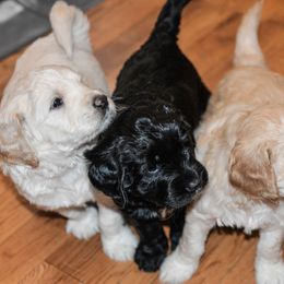 Bernedoodle and Double Doodle Puppies from Cloud Nine Doodles