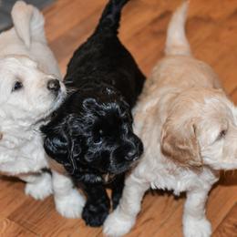 Bernedoodle and Double Doodle Puppies from Cloud Nine Doodles