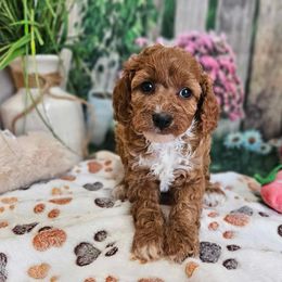 Illa - Red female Cavapoo puppy in Lebanon, Missouri from Danielle’s Doodles