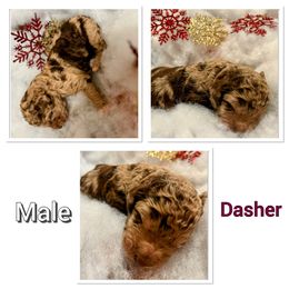 Aussiedoodle Puppies from Woodfield Doodle Farm