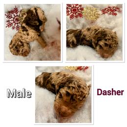 Aussiedoodle Puppies from Woodfield Doodle Farm