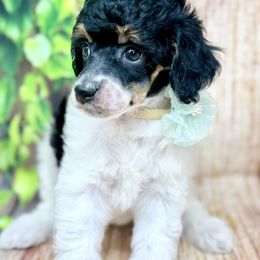 Annabelle - Phantom female Poodle puppy in Billings, Montana from Montanas Beartooth Doodles