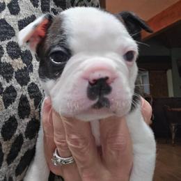 Boy 4 - male Boston Terrier puppy in Elk, Washington from Grizzly Bear Bostons