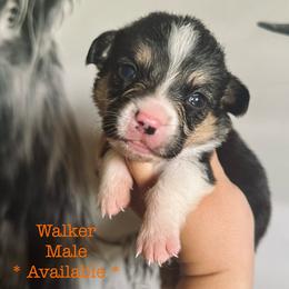 American Corgi Puppies from 5H Corgis
