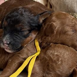 Poodle puppies from Autumn Poodles/Doodles