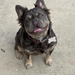 Hazel - French Bulldog