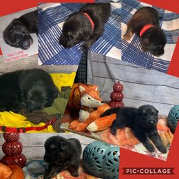 SVV'S WACHTER RYDER - German Shepherd puppy in Little Rock, Arkansas from Strahl Von Valor Shepherds