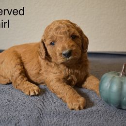 Apricot Girl - Apricot female Goldendoodle puppy in Colorado Springs, Colorado from Pikes Peak Doodles