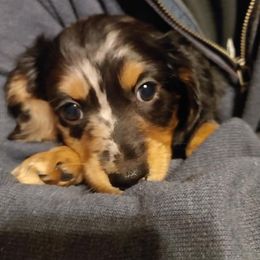 Dachshunds from Lindsays long haired doxies