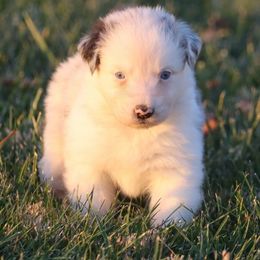 Luca - Blue merle male Australian Shepherd puppy in Mount Sterling, Ohio from Northern Lights Working Dogs