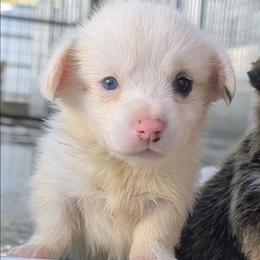 Cornbread - Brindle and white male Cardigan Welsh Corgi puppy in Hotchkiss, Colorado from Bell S Ranch