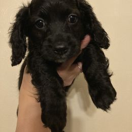 Cockapoo Puppies from Shimmer of Hope