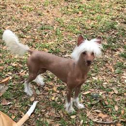 Bowie - Chinese Crested