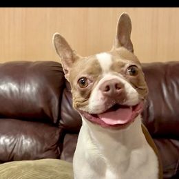 Luna - Boston Terrier