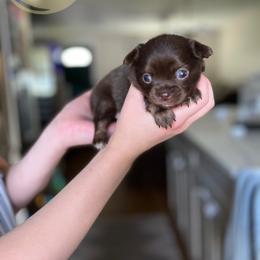Buttercup - Chocolate female Chihuahua puppy in North Ridgeville, Ohio from Happy Pups