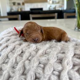 Red Collar - Red male Irish Doodle puppy in Indiahoma, Oklahoma from Farm Fresh Doodles