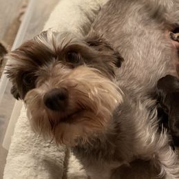 Ginger - Miniature Schnauzer