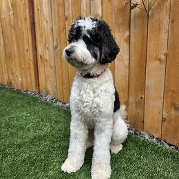 Scooter - Bernedoodle
