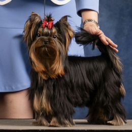Sunny - Black and tan male Yorkshire Terrier puppy in Morgan Hill, California from Simply Perfect Yorkies