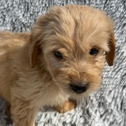 Annie - Apricot female Goldendoodle puppy in Ambrose, Georgia from Brandilyn's Aussies