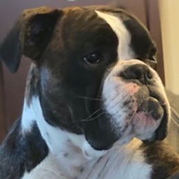 Cletus - Boxer