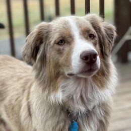 Daisy  - Australian Shepherd