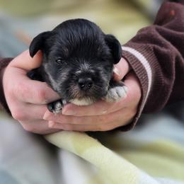 Greta, orange - Black and silver female Miniature Schnauzer puppy in Piedmont, Oklahoma from J&K's Miniature Schnauzers