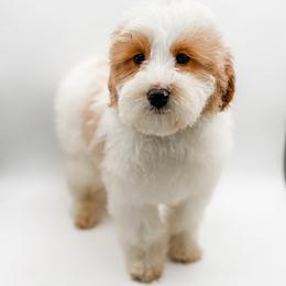Caroline - Parti female Goldendoodle puppy in Belton, South Carolina from Poodley Doodley Doo